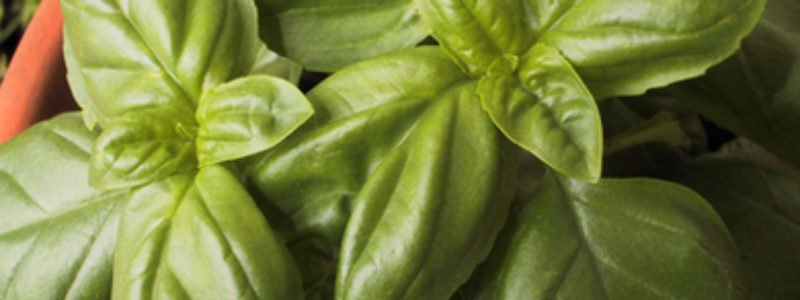 Basil oil is a natural treatment for respiratory and digestive infections.