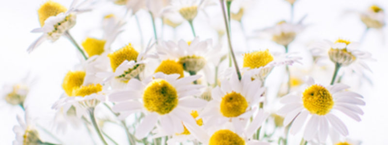 Chamomile is prized for the sheer number of uses that it has. Chamomile is one of the most versatile oils and is usually safe for all the family.