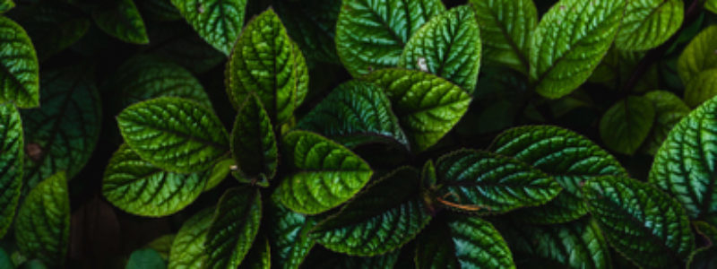 Cool, fresh peppermint makes a pleasant-tasting toothpaste or mouthwash however, Peppermint oil should be avoided if pregnant or on children under three. It may cause skin irritation and is best used in low dilutions.