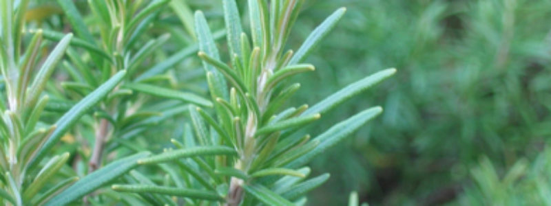 Sprinkle a few drops of Rosemary oil to your hairbrush every morning for glossy hair. The small leaves of the rosemary shrub can be dried and used in herbal remedies and teas