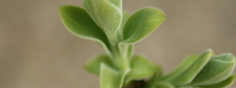 With its remarkable virus-fighting and bacteria-destroying properties, sage oil is best used as an ingredient in blends for respiratory, menstrual and odour problems.