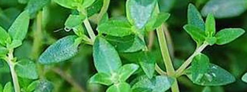 The sweet, herbaceous scent of thyme is refreshing and stimulating and, as one of the most versatile essential oils, it has many uses like insect repellent and a sore throat gargle.